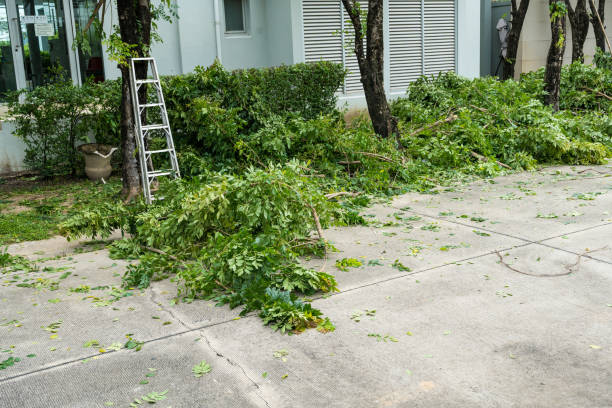 Tree Root Removal in Indian Springs, GA